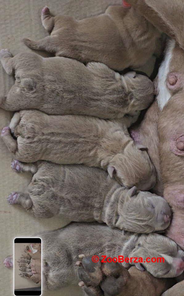 American Bully pocket i egzotic u lilac i coko boji 