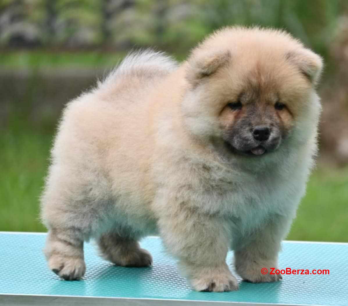 Chow Chow Cau Cau Čau Čau