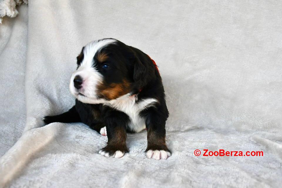 Bernski planinski pas 