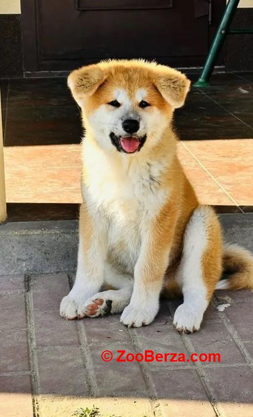 Akita inu i Shiba Inu štenci