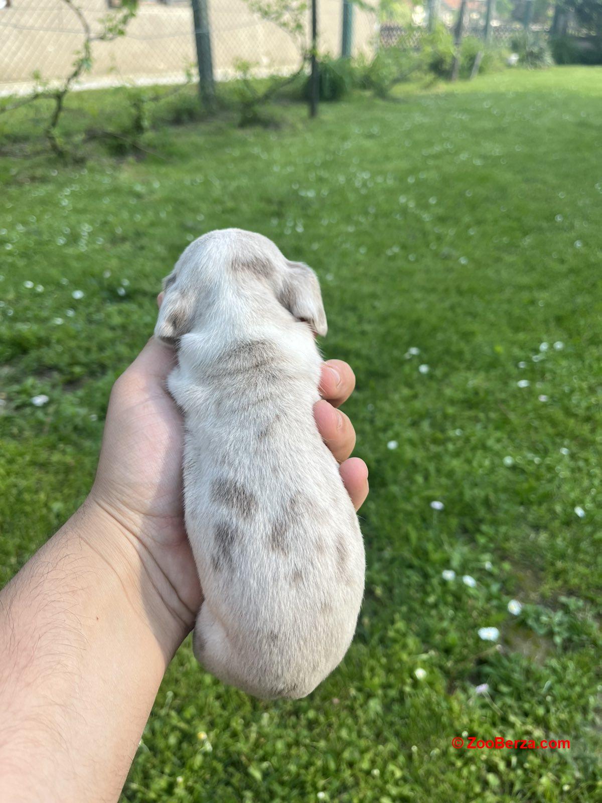 Mini Jazavičar prelepi štenci