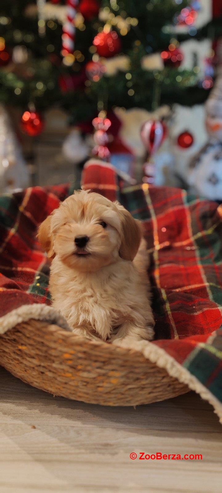 Havanski bišon, Havanezer štenci