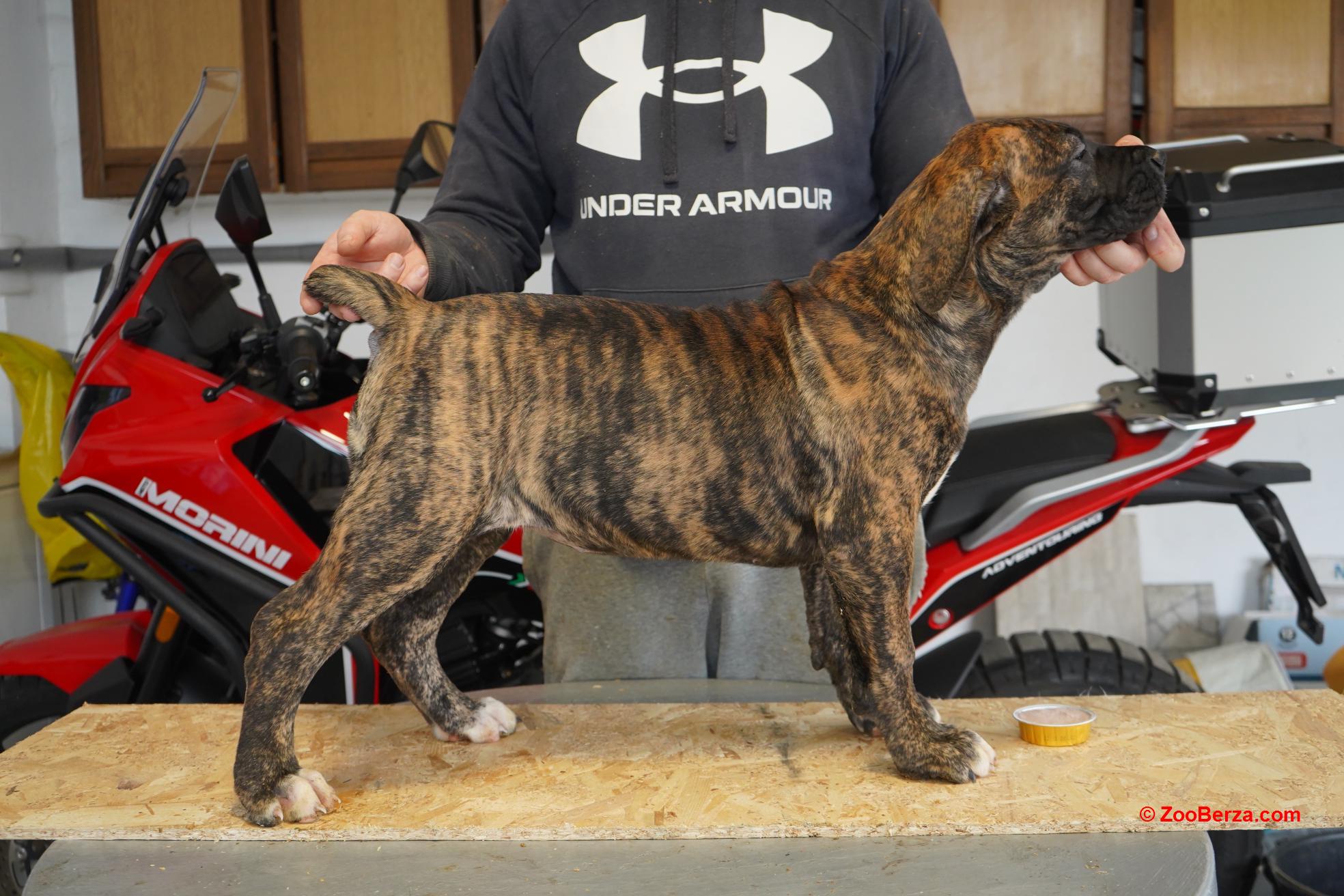 Južnoafrički mastif - Boerboel štenci