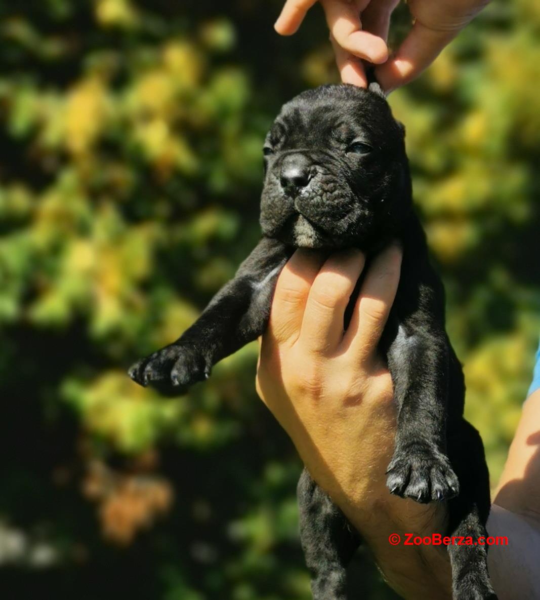 Cane Corso Kane Korso NOVO LEGLO