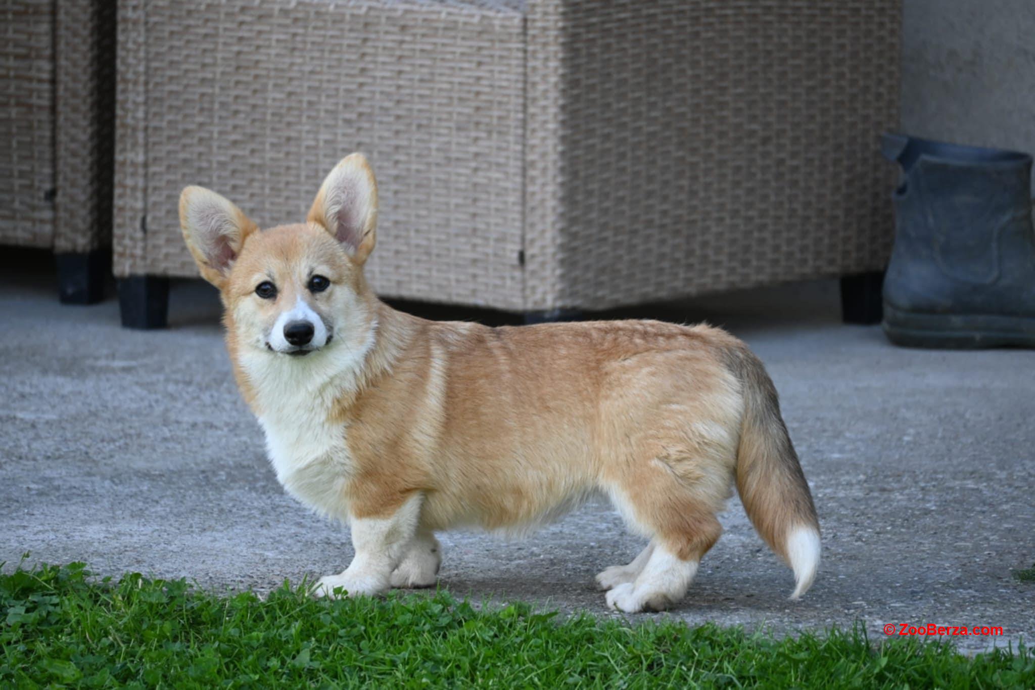 Velski korgi/Welsh Corgi Pembroke