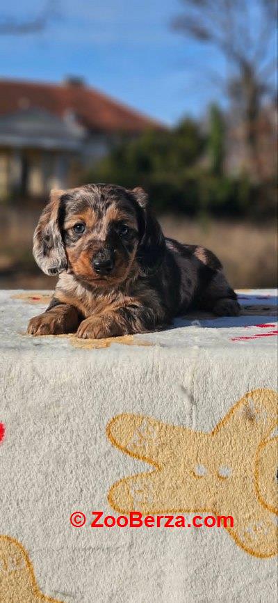 Dugodlaki jazavičar 