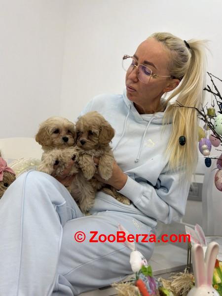 Maltipoo vrhunske genetike