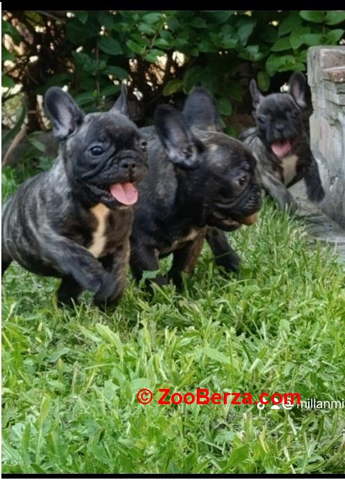 Francuski budog 