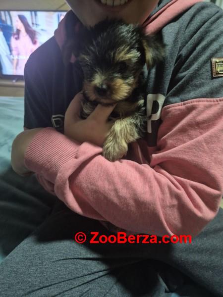 Jorki ,Jorksirski terijer stenci