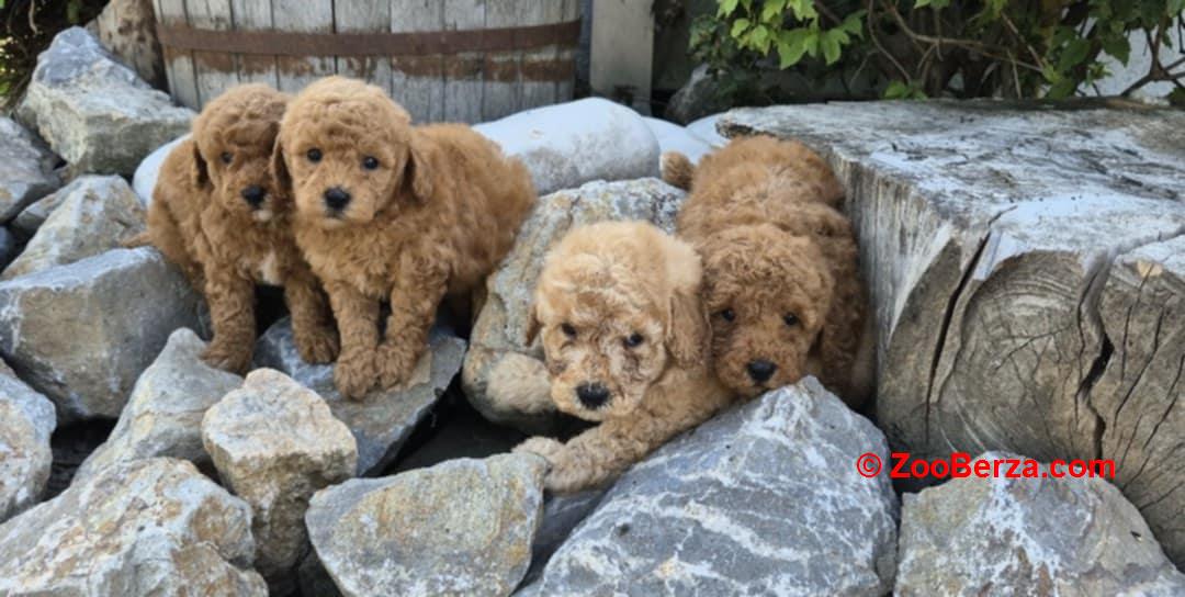 Maltipoo štenci