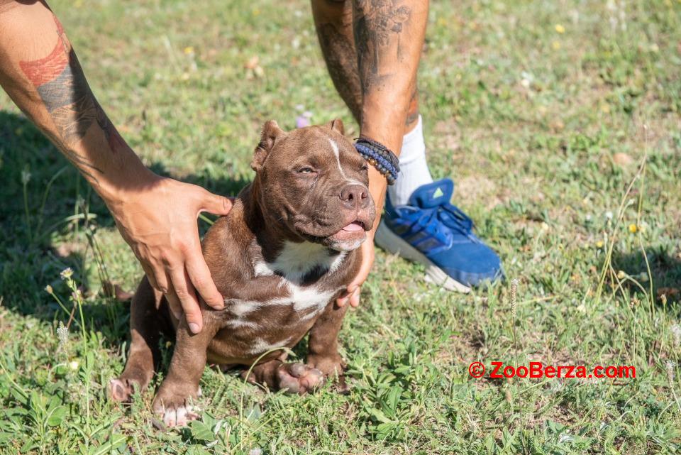 American bully 