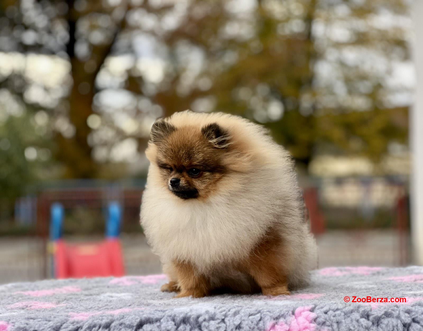 Pomeranac s pedigreom