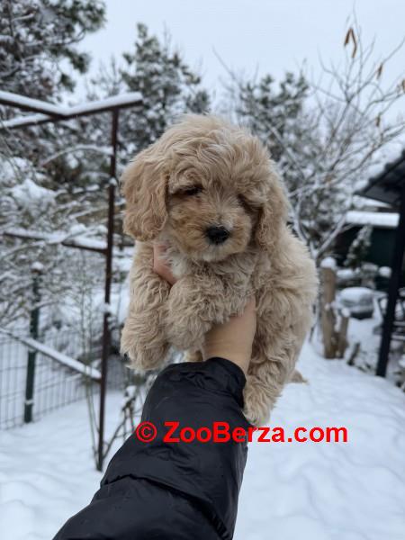 Maltipoo vrhunske genetike