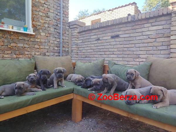 Cane Corso ( Kane Korso ) vrhunski štenci