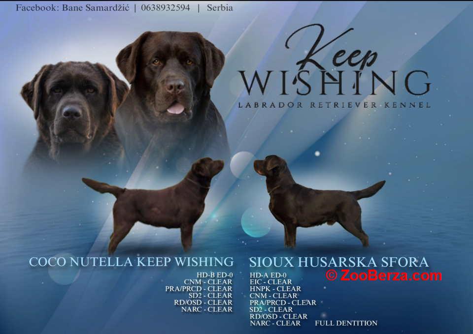 Labrador retriver, vrhunski čokoladni štenci  