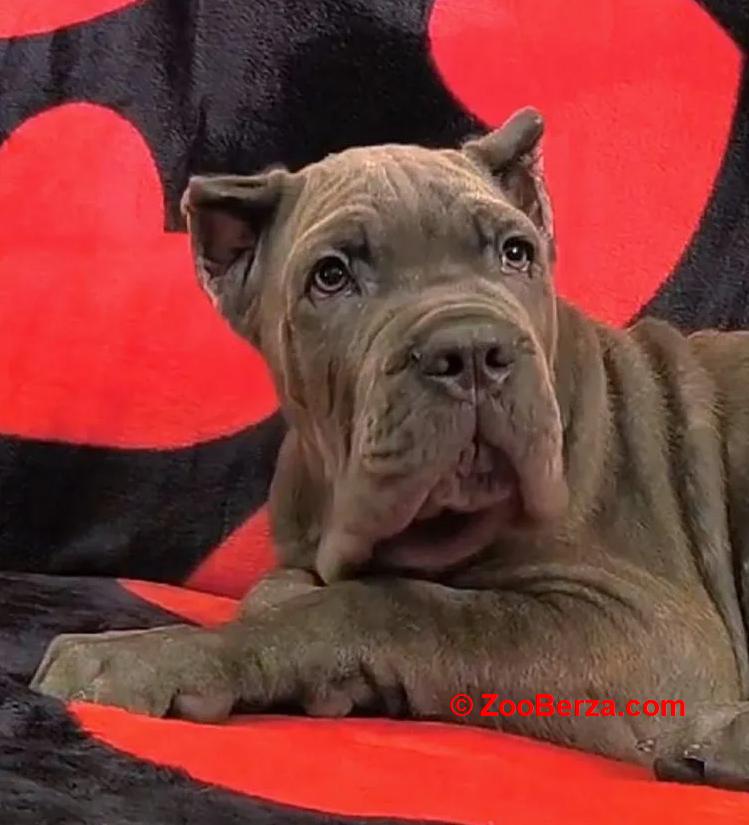 Cane Corso Kane Korso TOP KVALITET