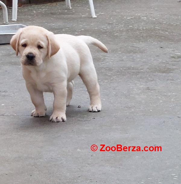 LABRADOR RETRIVER