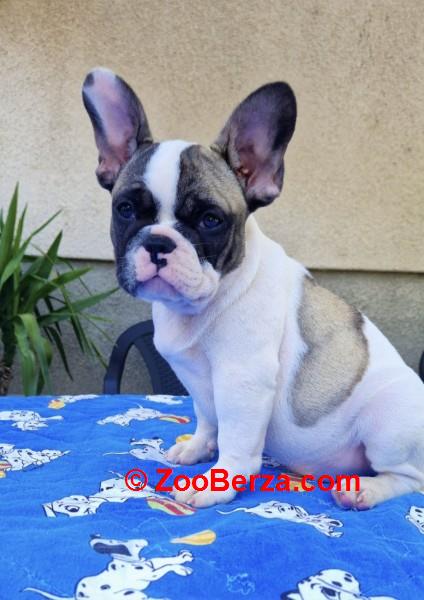 Francuski buldog štenci