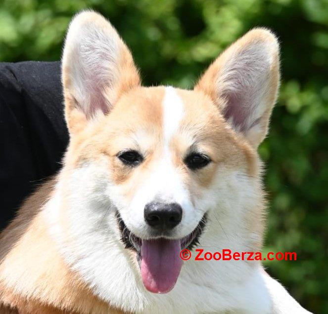 Velški korgi/Welsh Corgi Pembroke
