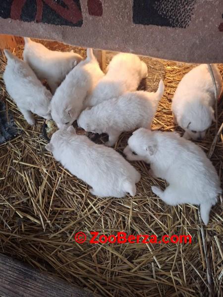 Nemački špic, prelepi beli štenci 