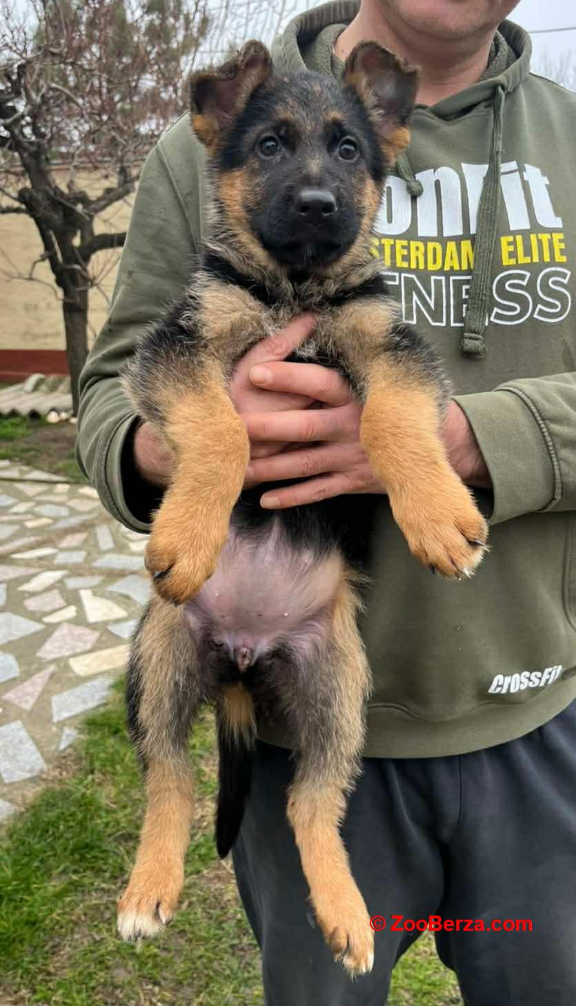 Nemački ovčar kratkodlaki, štenci