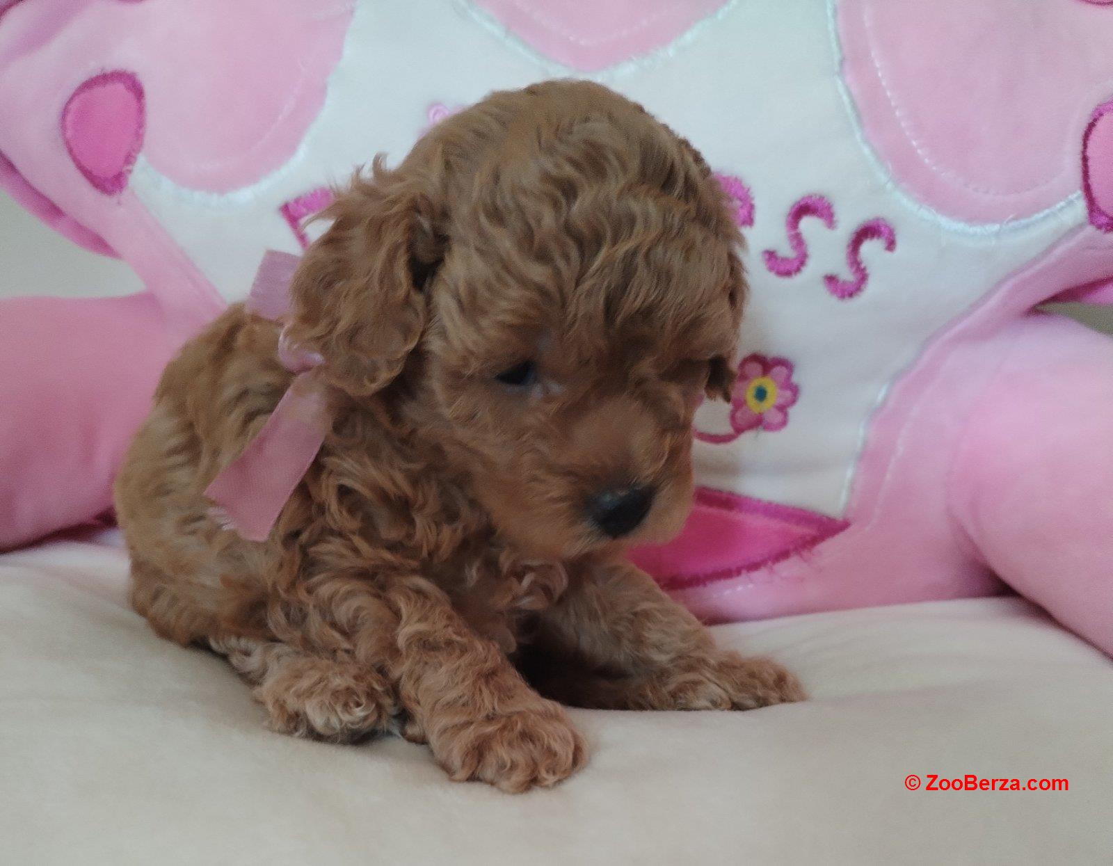 Toy Pudle prelepi stenci