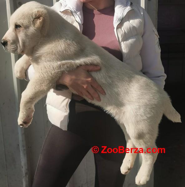 Srednjeazijski ovcar, musko stene