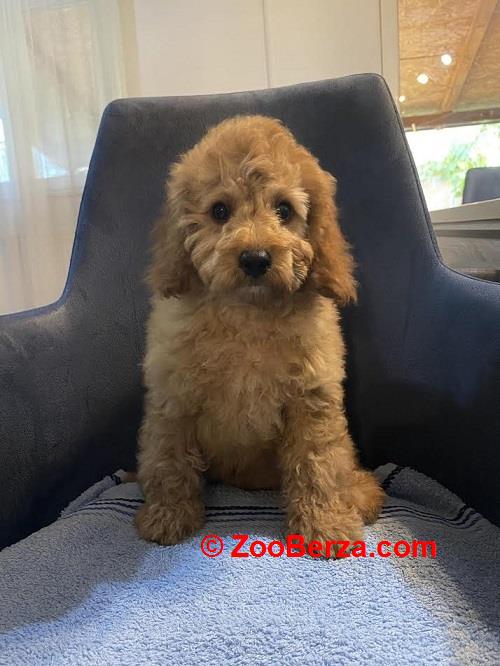 Toj pudla (Toy Poodle)