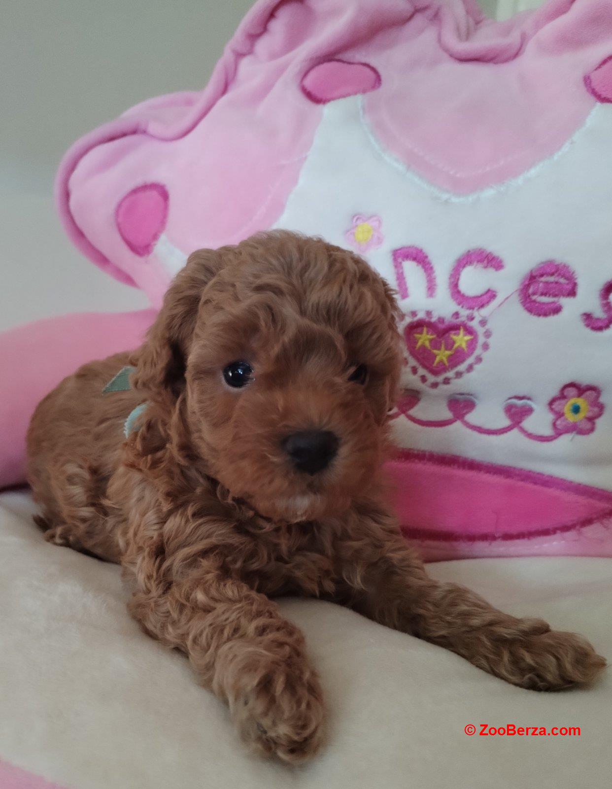 Toy Pudle prelepi stenci