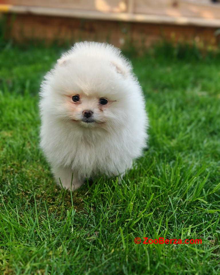 Pomeranski spic  