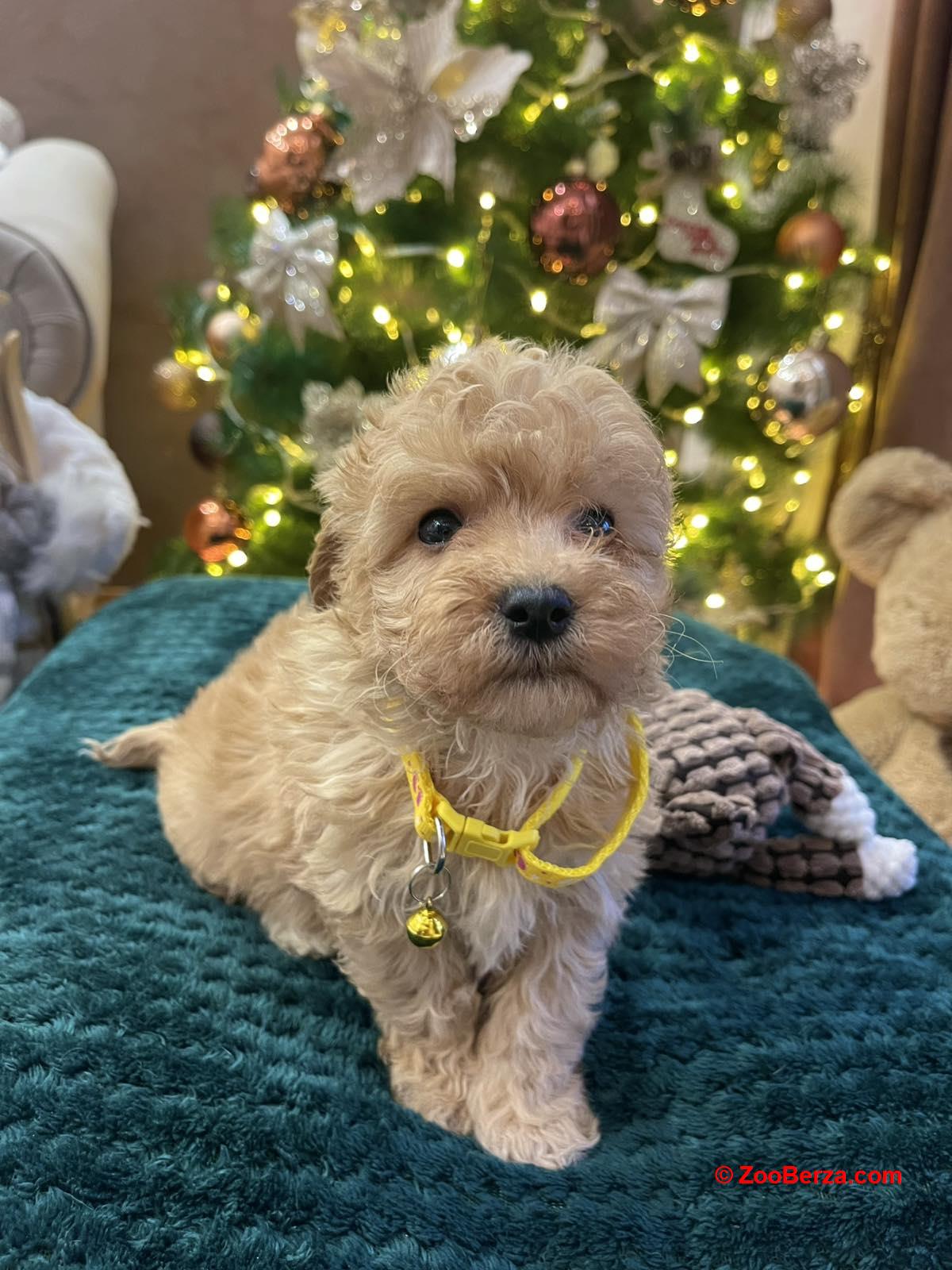 Maltipoo prelepi stenci + POKLON