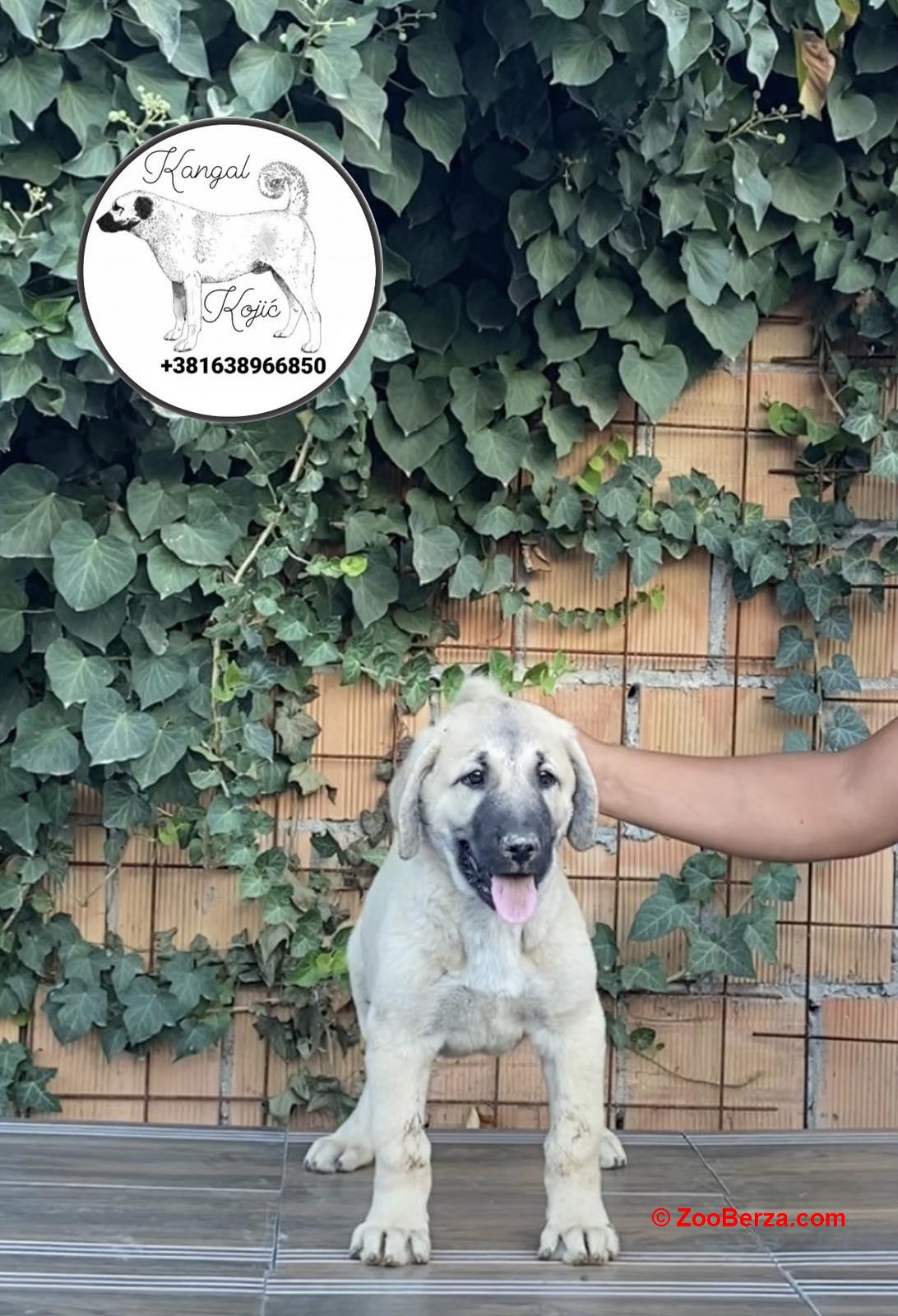 Turski Kangal štenci