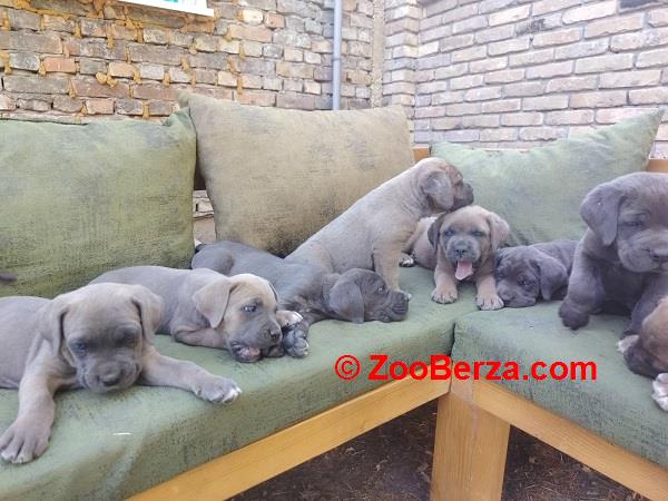 Cane Corso ( Kane Korso ) vrhunski štenci