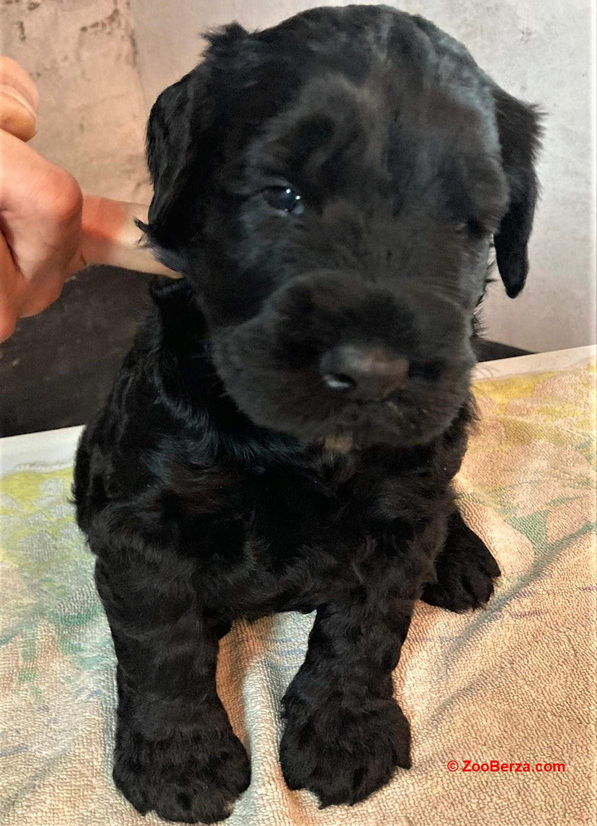 veliki snaucer stenad