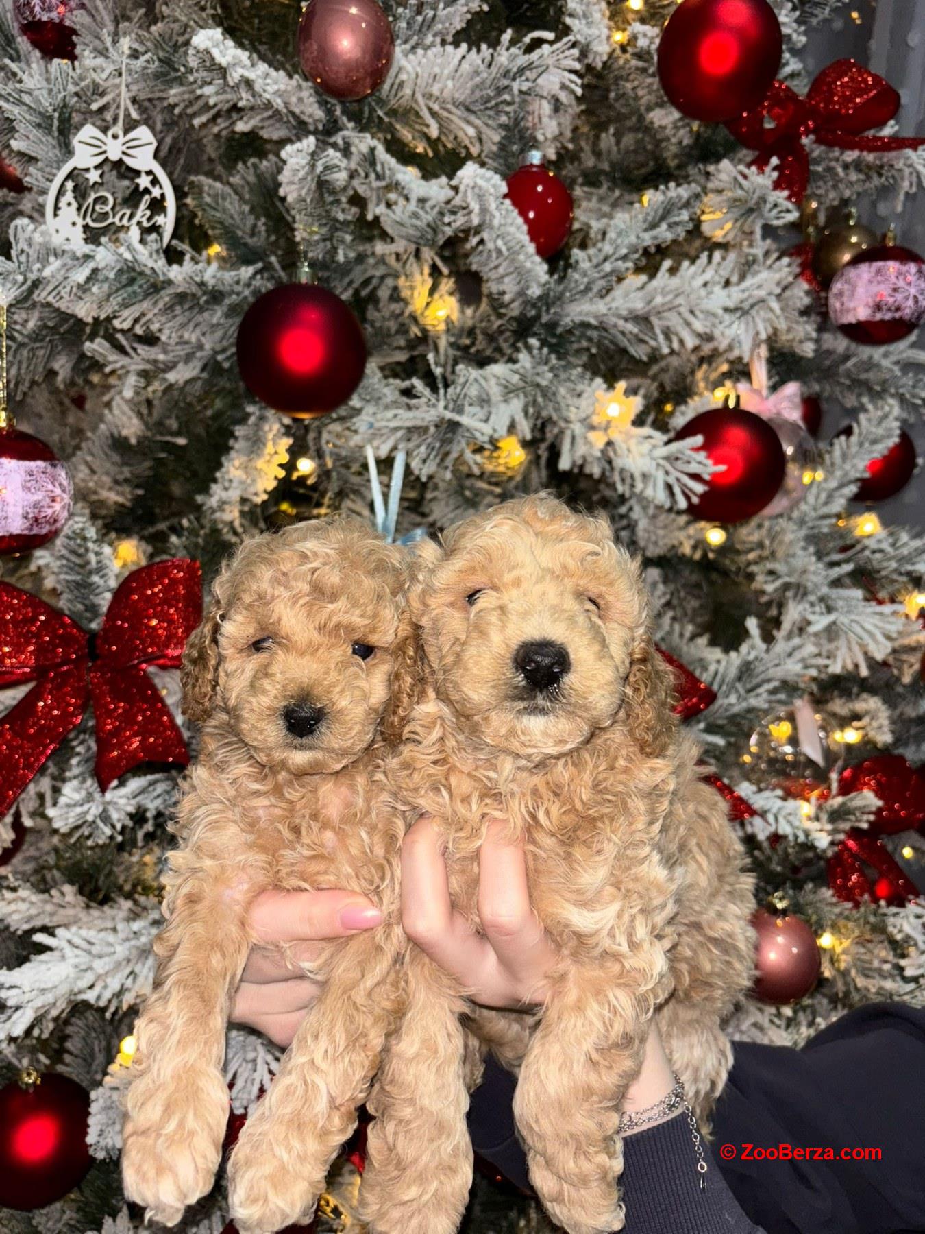 Patuljaste Pudle na prodaju