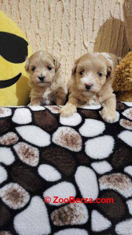  Mini Maltipoo štenci