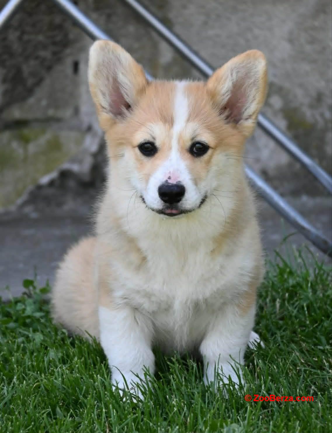 Velški korgi/Welsh Corgi Pembroke