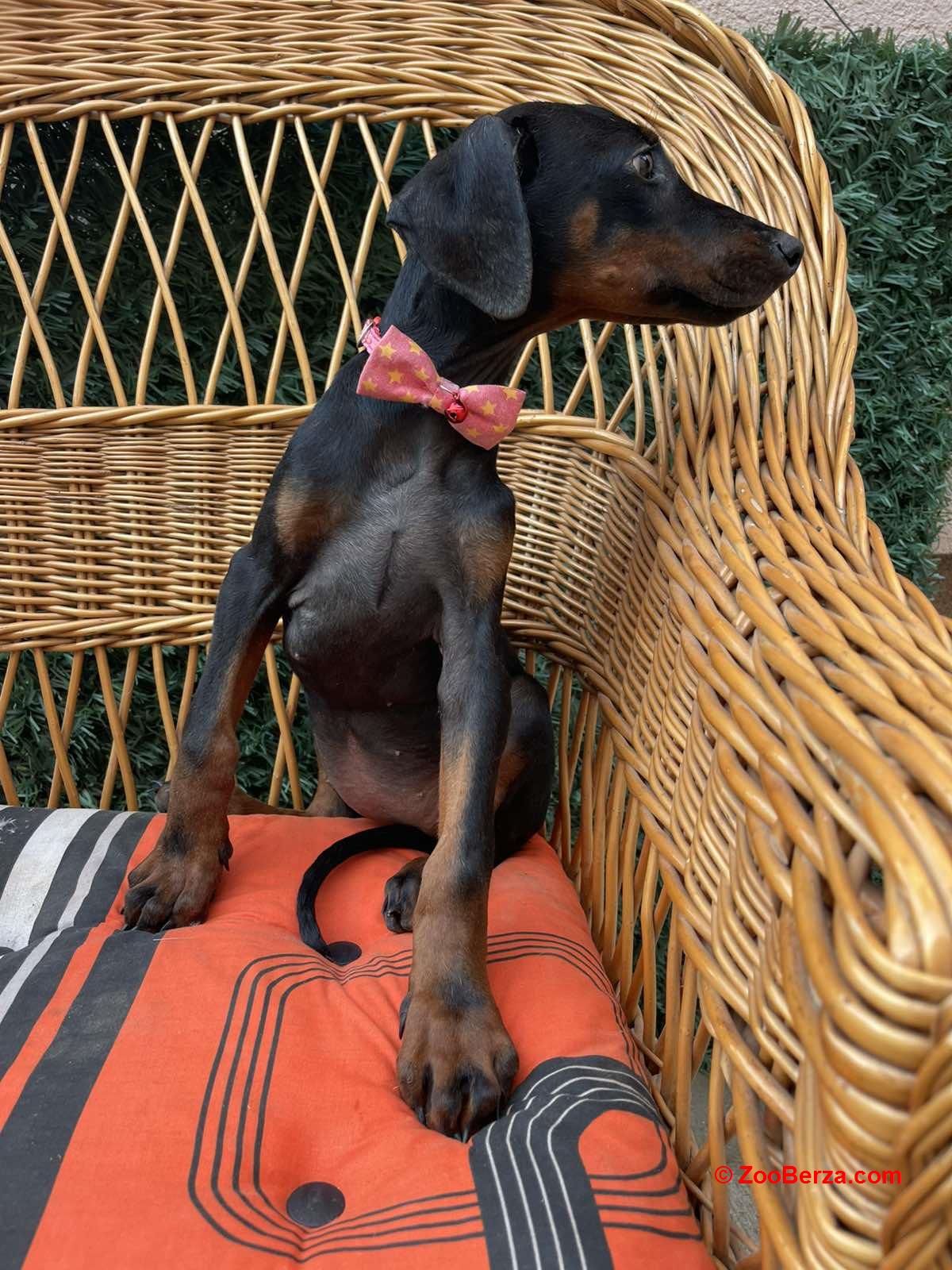 Doberman štenci