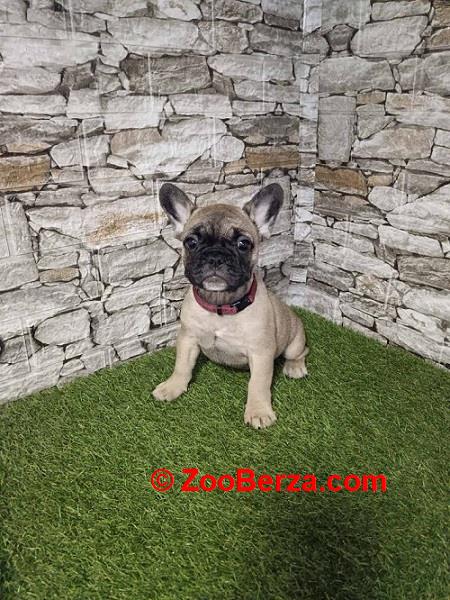 Francuski bulldog 
