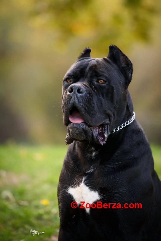 Cane Corso mužjak na prodaju