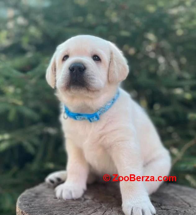 Zlatni retriver i Labrador štenci