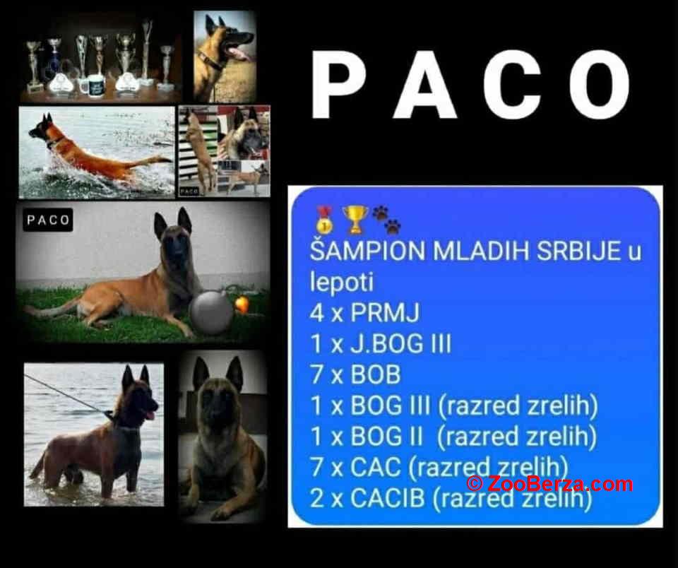 Belgijski ovčar MALINOA štenci 