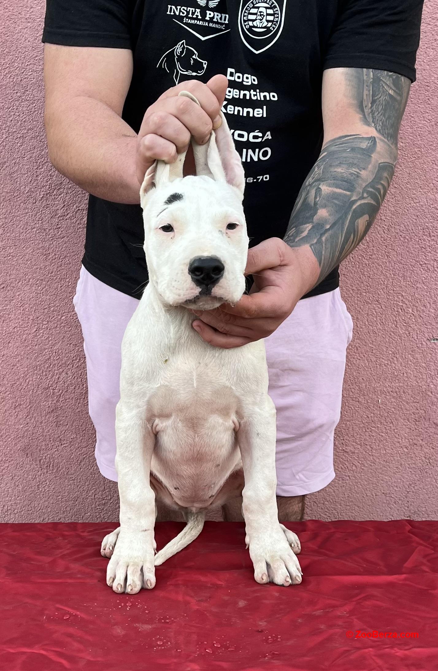Dogo Argentino 