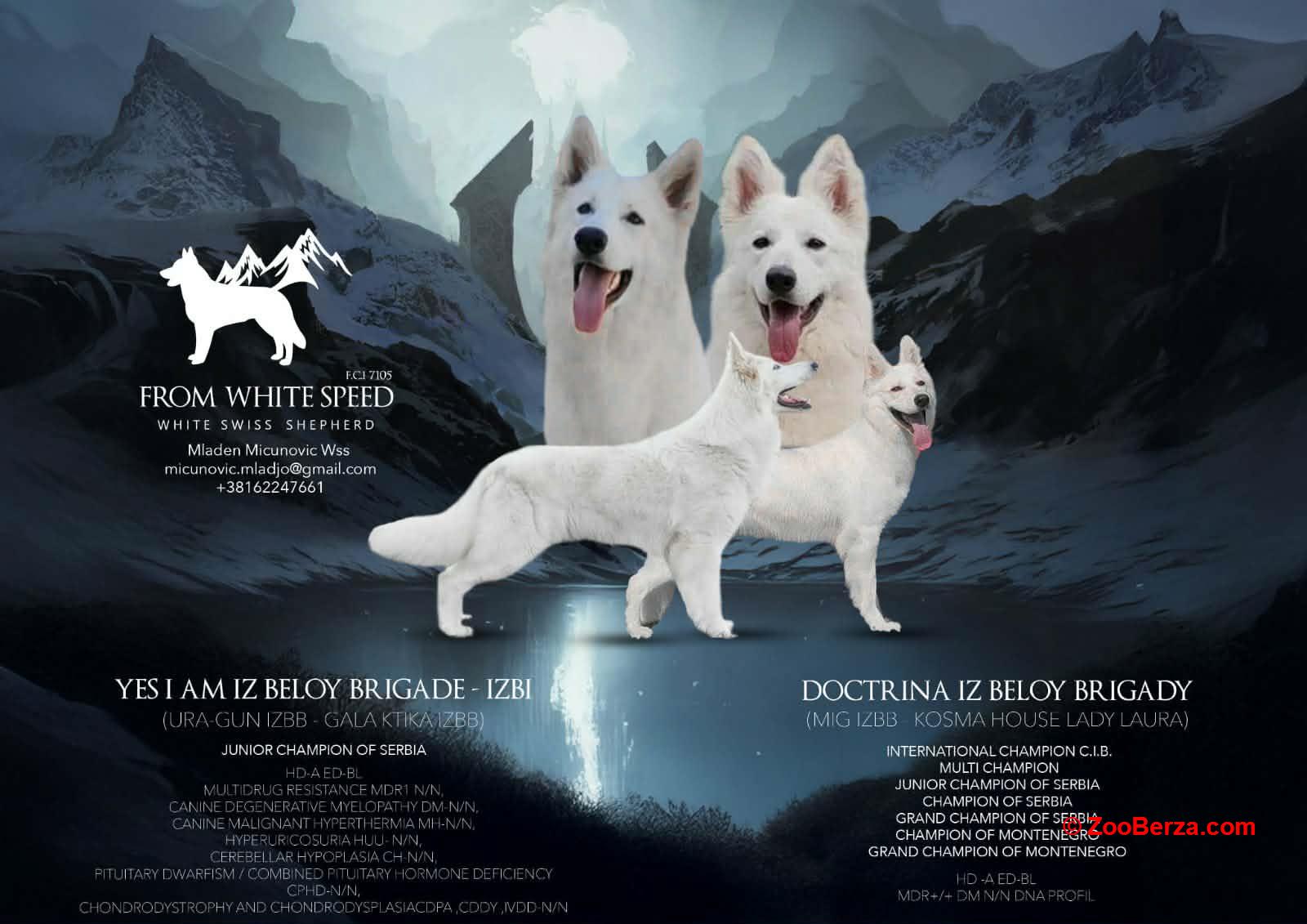 Beli švajcarski ovčar štenci