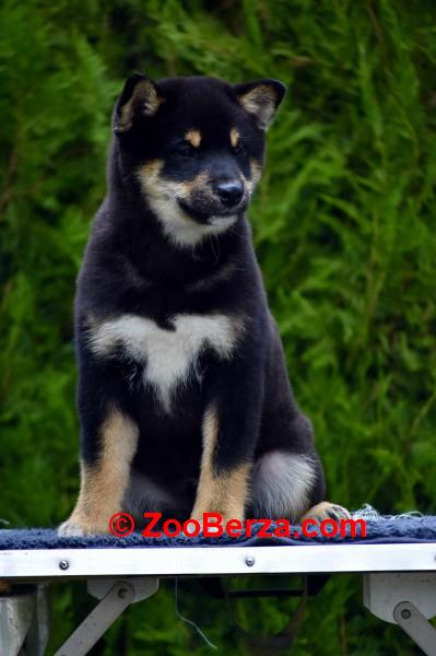 Shiba Inu / Šiba inu, štenci
