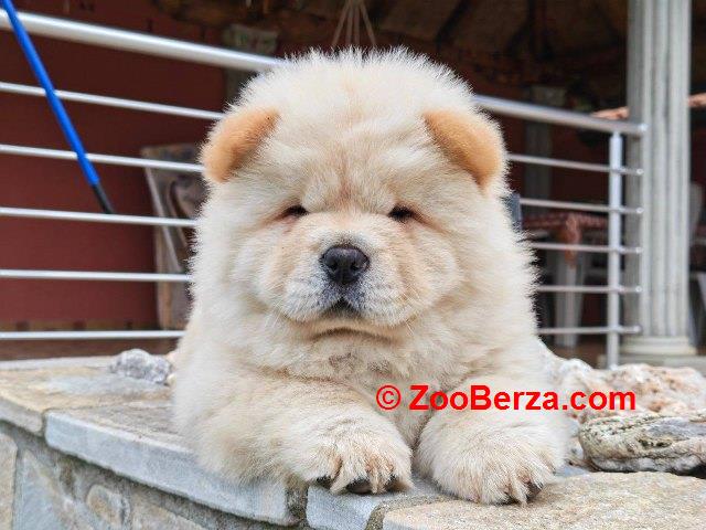 Krem Chow Chow štenci