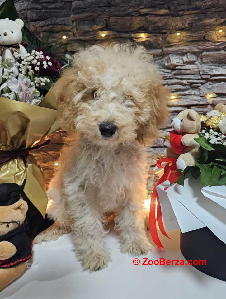 Dve vesele mini pudle apricot  - dečak I devojčica 