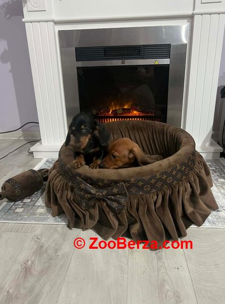 Patuljasti jazavičari kratkodlaki 