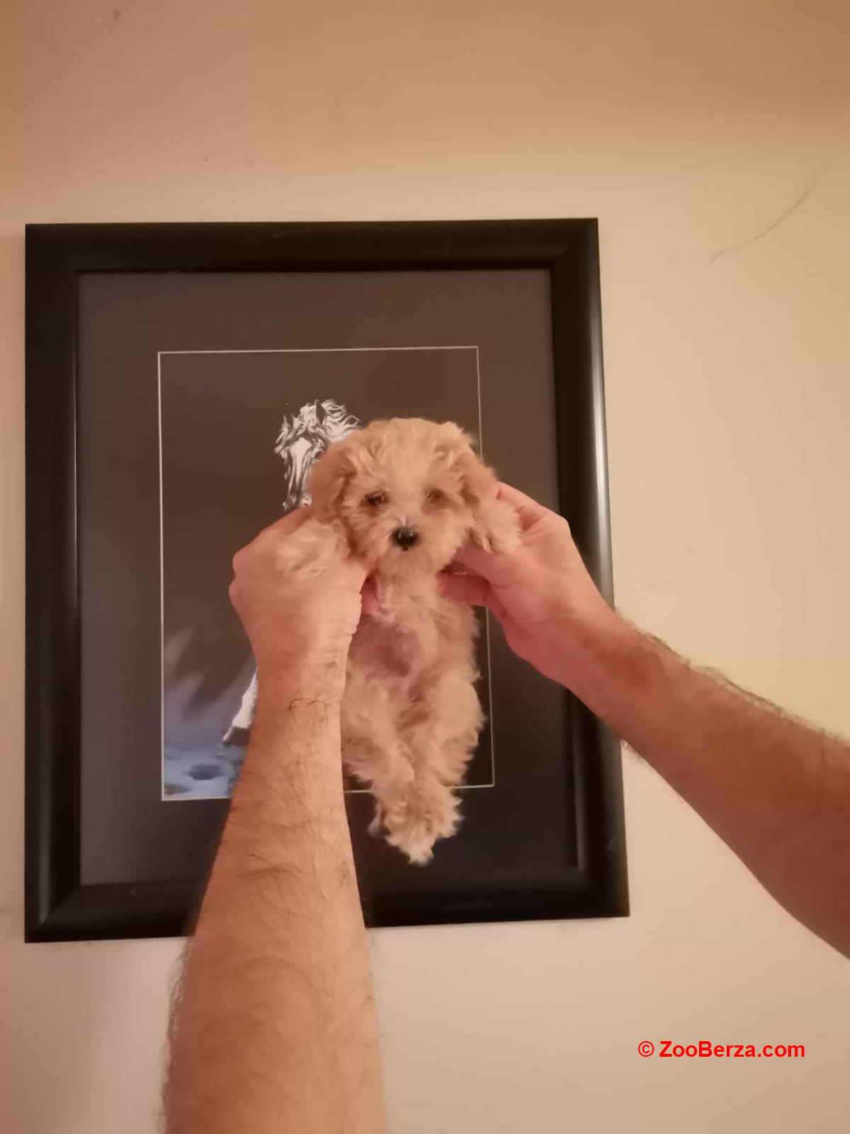 Maltipoo