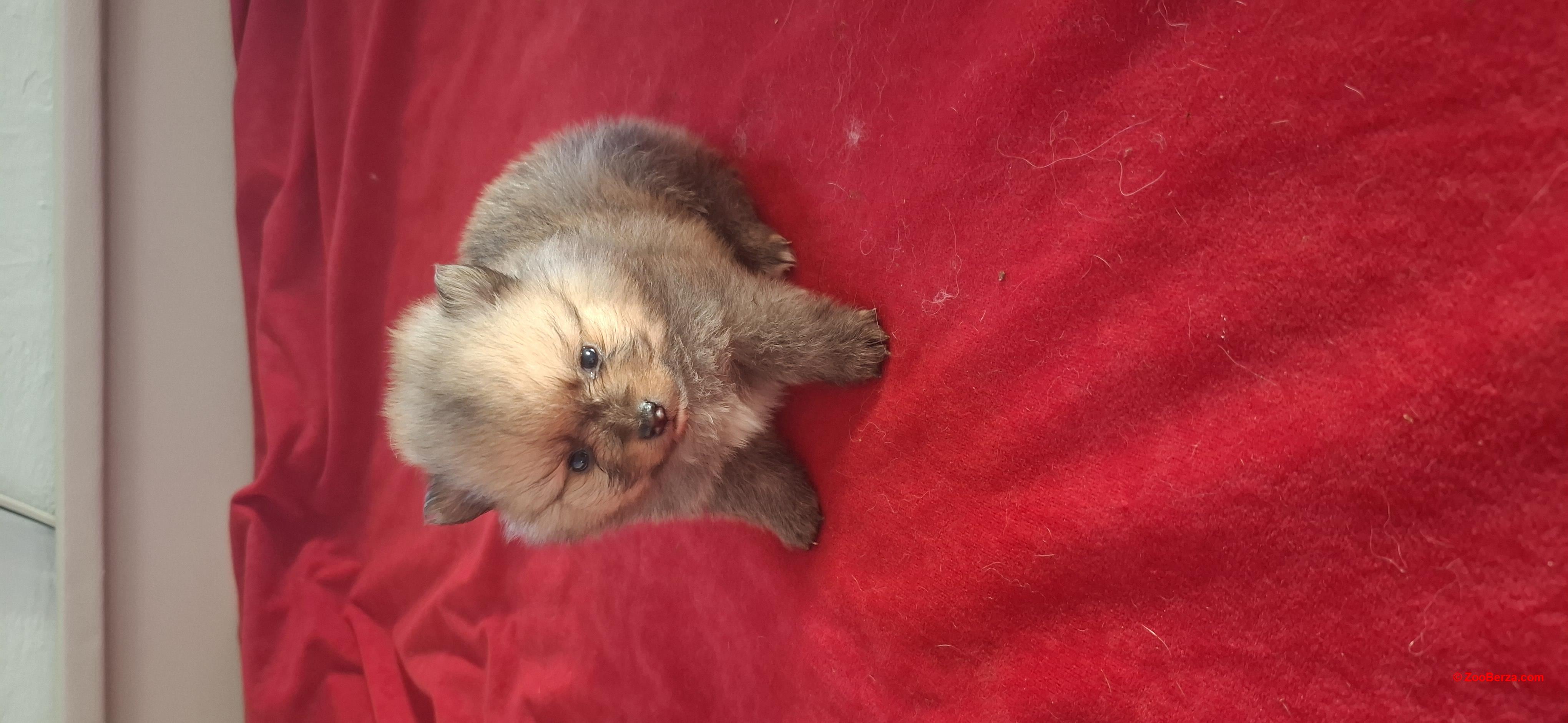 Pomeranski spic
